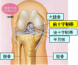 スポーツ整形外科グループ